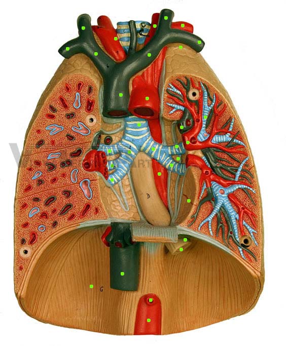 Lung Model-No Heart